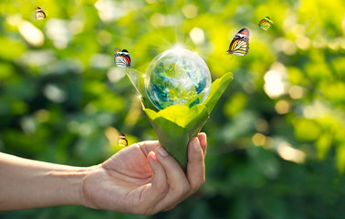 Wall Mural - saving energy concept, earth day, hand holding earth in light bulb on green nature with butterflies 