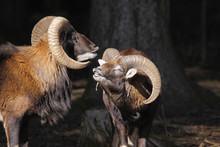 Zwei Mufflon Im Wald, Ovis Gmelini Musimon
