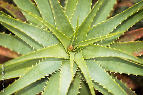 サボテンのアップ 熱帯植物 面白い形 Stock Photo Adobe Stock