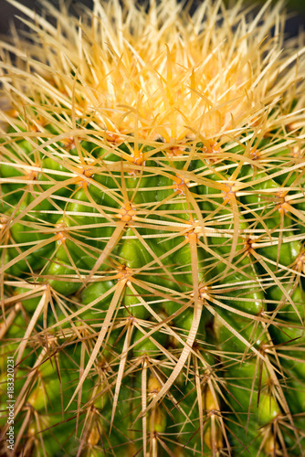 サボテンのアップ 熱帯植物 面白い形 Stock Photo Adobe Stock