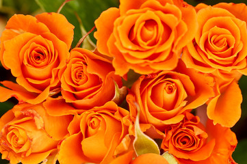 Wall Mural - A bouquet of roses isolated on white background