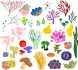 A set of different species of soft corals and marine invertebrates