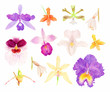 Vector orchid watercolor set