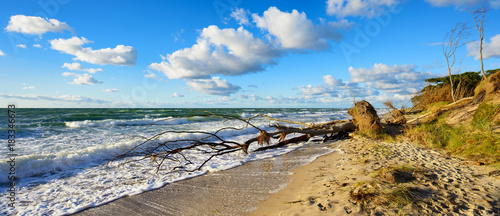 Stürmischer und sonniger Herbsttag an der Ostsee, Strand, entwurzelter Baum, Dar Fototapete