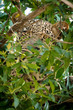 Intent Leopard hiding in tree 