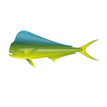 Sea Fish. Beautiful, Colorful Ocean Fish Dorado Mahi-Mahi.