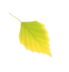 Wall Mural - Beautiful autumn leaf on white background