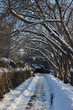 Snowy path with overhanging trees