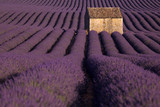 Fototapeta Lawenda - Provence lavender fields in France. Purple waves.