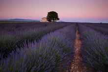 Provence Lavender Fields In France. Purple Waves.