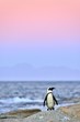 African penguin The African penguin on the shore in  evening twilight.  Red sunset sky.