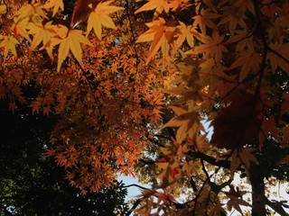 紅葉の葉