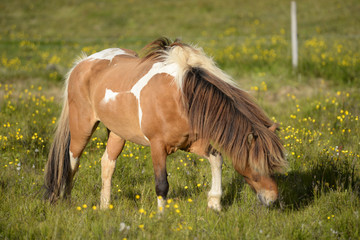 Canvas Print - Island-Pony