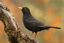 Blackbird Against Beautiful Background