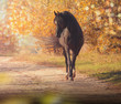 Black Arabian horse stands on the road on trees and sky background in autumn