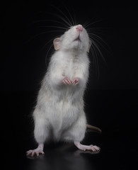 Canvas Print - young rat in studio