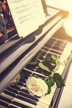 White Rose On Piano Keys, Close Up