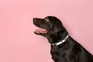 Wall Mural - Chocolate labrador retriever on color background