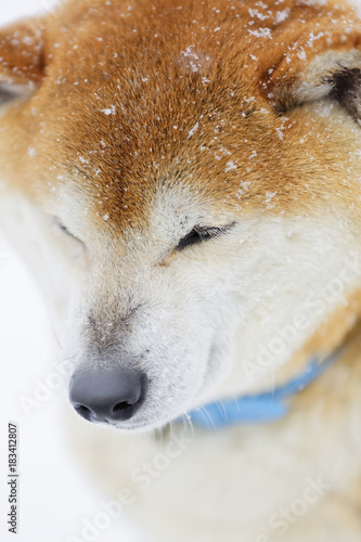 雪の中の柴犬のアップ Buy This Stock Photo And Explore Similar Images At Adobe Stock Adobe Stock 雪の中の柴犬のアップ Buy This Stock Photo And Explore Similar Images At Adobe Stock Adobe Stock