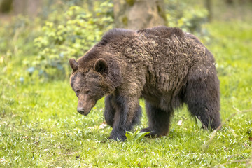 Poster - European brown bear foraging in forest habitat