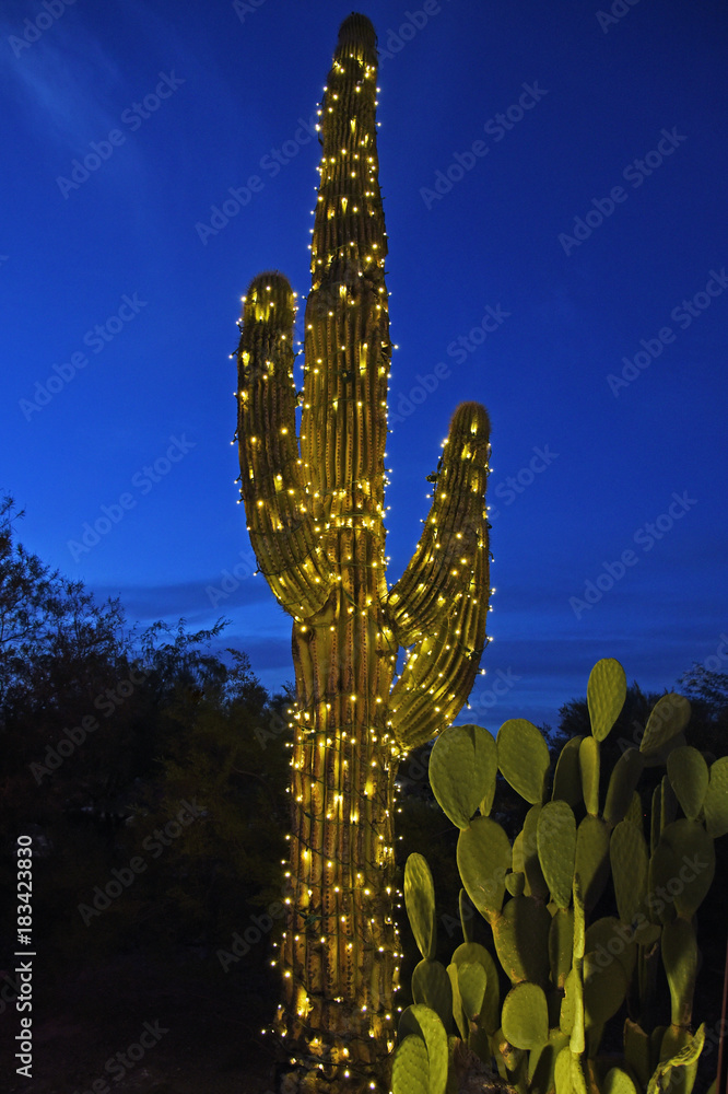 Mit Lichterkette umwickelter Saguaro-Kaktus zur blauen Stunde Stock Photo |  Adobe Stock
