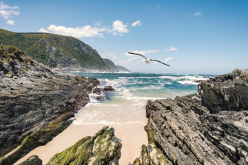 tsitsikamma national park ocean view seagull