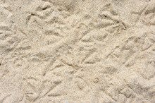 Sand With Seagull Tracks Texture