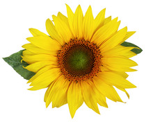 Beautiful Sunflower Isolated On A White Background.