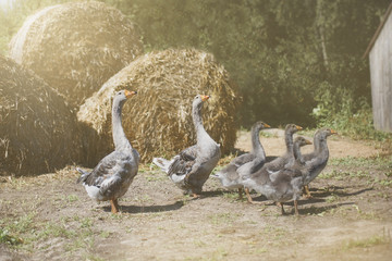 семья серых гусей на прогулке