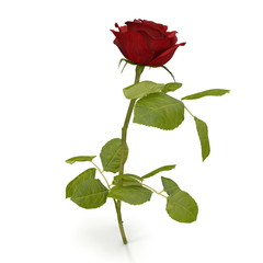 Wall Mural - red rose isolated on white. 3D illustration