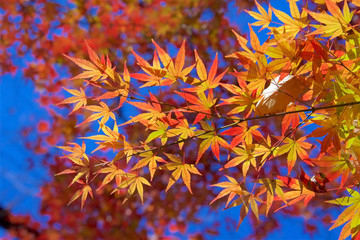 Autumn colors of Japanese maples and Ginko biloba in Tokyo's Yoyogi Park