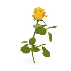 Wall Mural - Single beautiful yellow rose isolated on white. 3D illustration