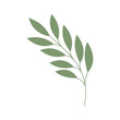 olive branch isolated icon vector illustration design