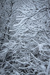 Beautiful snow-covered branches of trees.