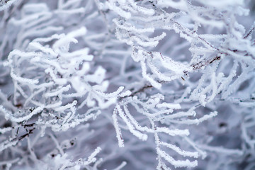  Hoarfrost on branches