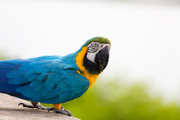 Wall Mural - Blue macaw parrot