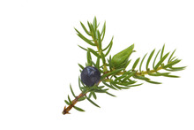 Juniper Berry Wuth Needles Isolated
