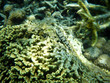 Unterwasseraufnahmen: kleiner getarnter Fisch in Anemonen und Korallen in Nosy Komba / Madagaskar
