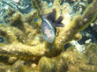 Unterwasseraufnahmen: kleine bunte Fische in Anemonen und Korallen in Nosy Komba / Madagaskar