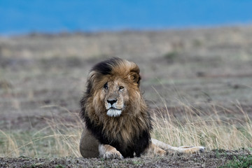 Sticker - Male african lion