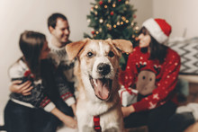 Cute Funny Dog Looking In Front And Happy Stylish Family In Festive Sweaters Having Fun At Christmas Tree Lights. Merry Christmas And Happy New Year Concept. Happy Holidays. Space For Text