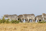 Fototapeta Konie - Savanna with wandering flock of Zebras