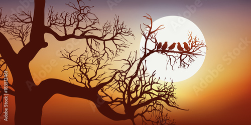 Oiseau Arbre Branche Coucher De Soleil Nature