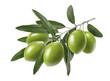 Long olive branch isolated on white background