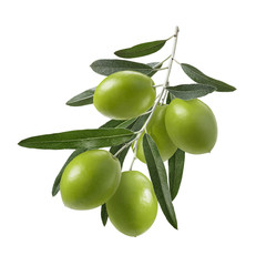 green olive branch isolated on white background