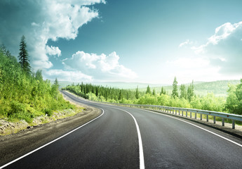 Wall Mural - road in north forest