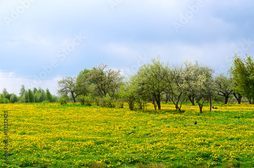 Foto May rural landscape with blossoming dandelions