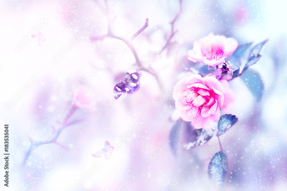 Beautiful pink roses and butterflies in the snow and frost on a blue and pink background. Snowing. Artistic winter natural image. Selective and soft focus.