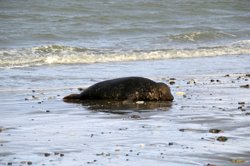 seal relaxed on beach