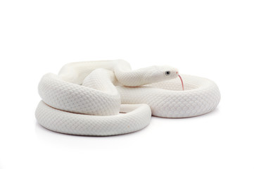 White rat snake isolated on white background